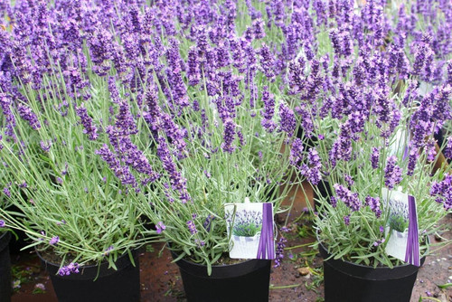 lavender plant.jpg