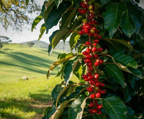 Pianta Coffea Robusta.jpg