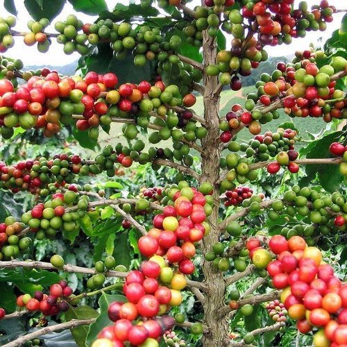 coffee plant.jpg