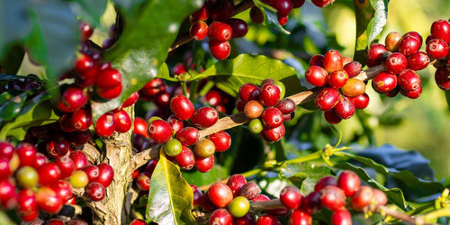 coffee cherries on a tree masthe.jpg