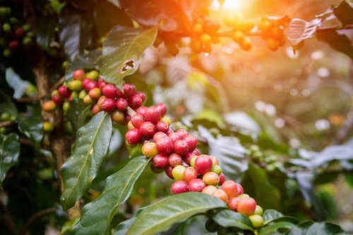 coffee beans on trees.jpg