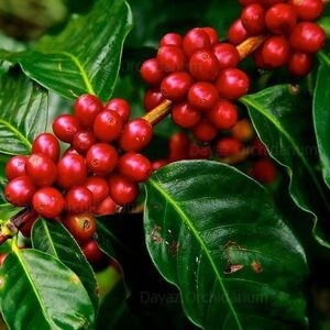 coffe plant robusta 300x300.jpg