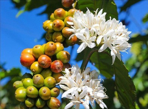 coffee plant 1 dhruventerprises.jpg