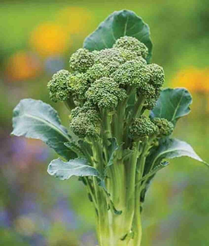120 organic hybrid sprouting bro.jpg