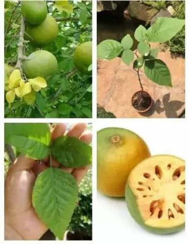 5 bel fruit hybrid seeds b774 jr.jpg