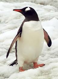 pinguin.jpg