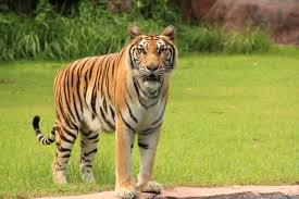 harimau.jpg