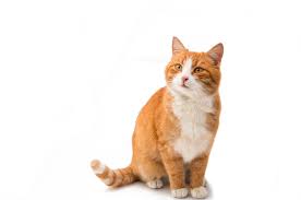kucing.jpg