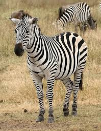 zebra.jpg