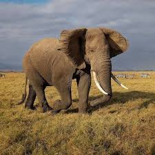 gajah.jpg