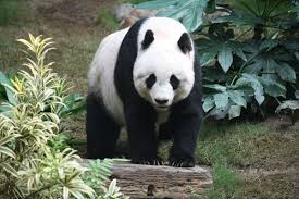 panda.jpg