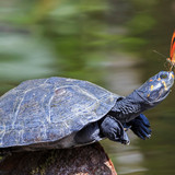 20250523 OHR.ButterflyTurtle ROW8121339289 UHD bing