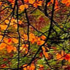 image4x1.png