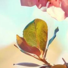 image4x1.png