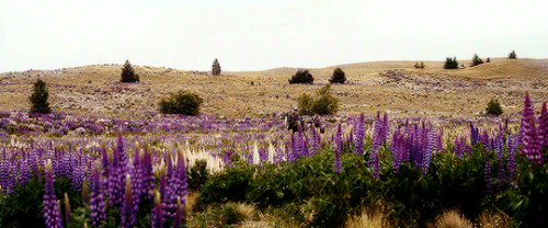 tumblr 3a5e0e7508bb04dcb9d74979aa13e357 e5794eb6 540.gif