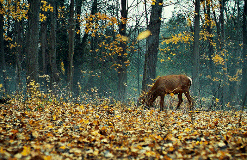 tumblr 78604f127838a0a6d9134d4d86662d1c 445ef92b 540.gif