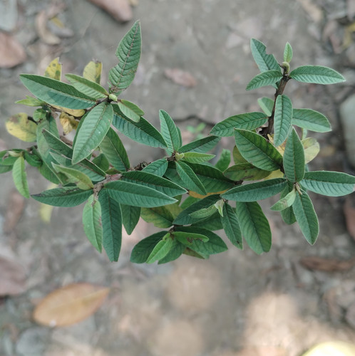 IMG 20250311 121356.jpg