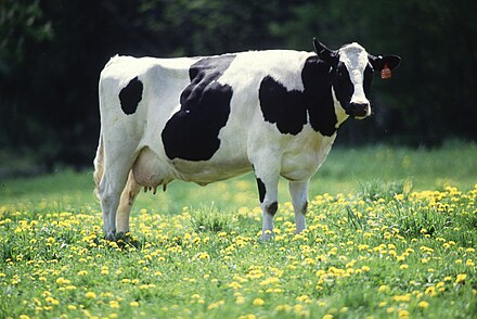 440px Cow female black white.jpg