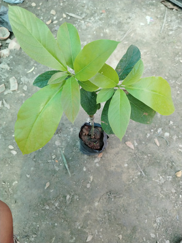 IMG 20250308 122505.jpg