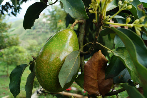 avocado 2192116 1920.jpg