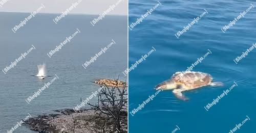 11163186713998399111?url=https%3A%2F%2Fshqiptarja.com%2Fuploads%2F780x440%2F1741695606 breshkatvlore.jpg