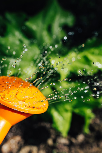 kaboompics early spring garden 2592.jpg