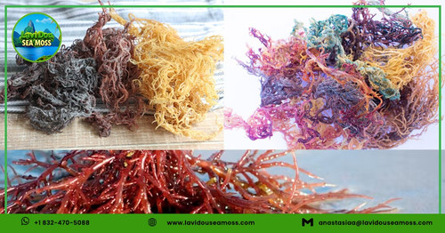 RAW WILD CRAFTED SEA MOSS  LDSM.jpg