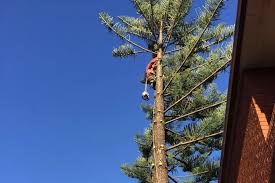 Expert Tree Removal in Blue Mountains | Safe & Affordable Services.jpg