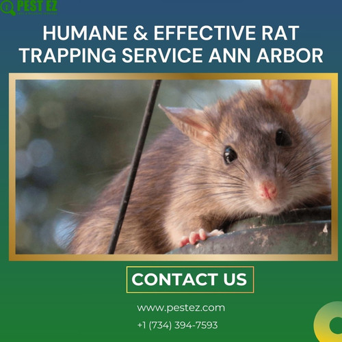 Humane & Effective Rat Trapping Service Ann Arbor.jpg
