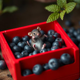 www.naked-ai.art - A red box of blue berries with a rat dancing inside