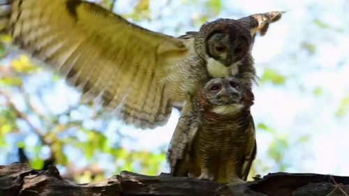 T RFWvMFiX4Fgiw1.jpg