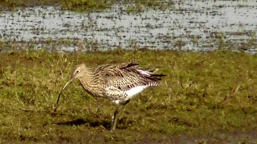 KWLswatx dRnwiS0.jpg