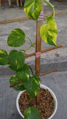 DIY Trellis for Money Plant.jpg
