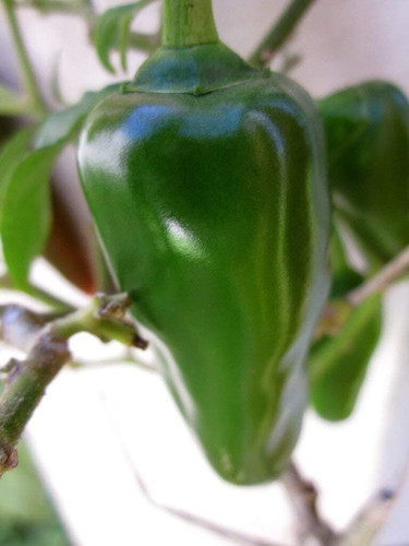50 achariorganicchilli 21 tricon.jpg