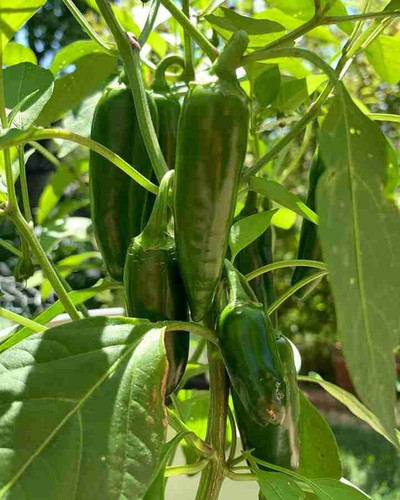 15 bullet mirchi seed hybrid chi.jpg