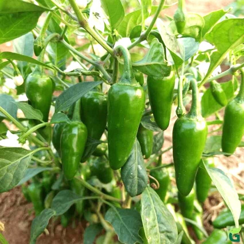 10 1royal bullet chilli mirchi s.jpg