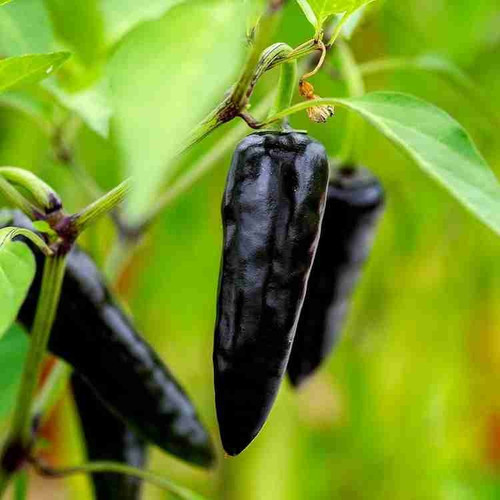 55 1black chilli seedsw wequalit.jpg