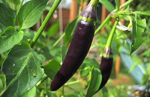 25 bdsv1black chilli seeds bdsre.jpg