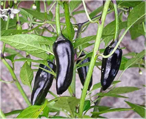 55 1black chilli seedsw wequalit (1).jpg