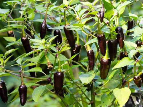 330 black chilli abiswas origina.jpg