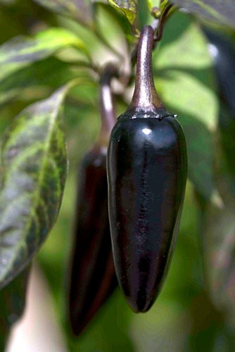 350 black chilli abiswas origina.jpg