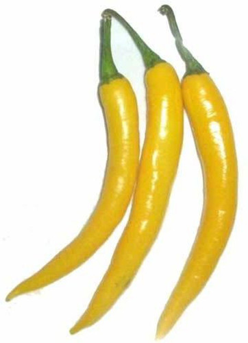 200 yellow chilli seeds 200 seed.jpg