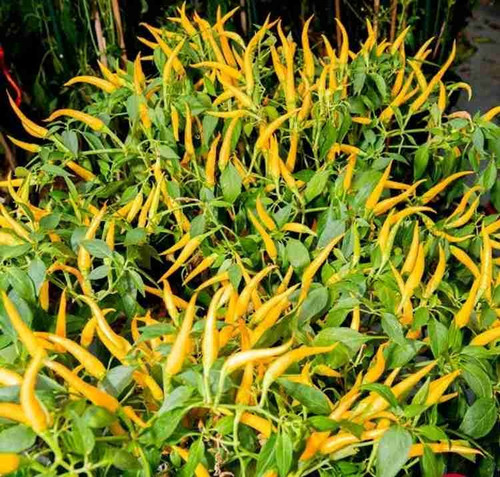 30 yellow chilli seeds for garde.jpg