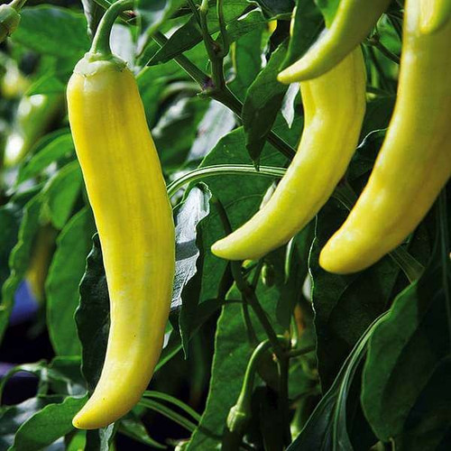 nurserylive seeds hot pepper yel.jpg