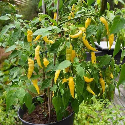 30 hybrid hot king yellow chilli.jpg