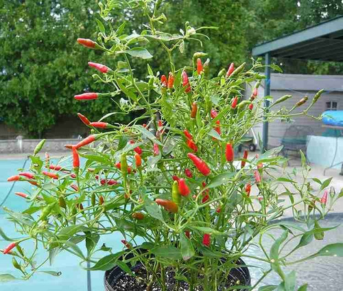 75 surajmukhi chilli 2512 jayant.jpg