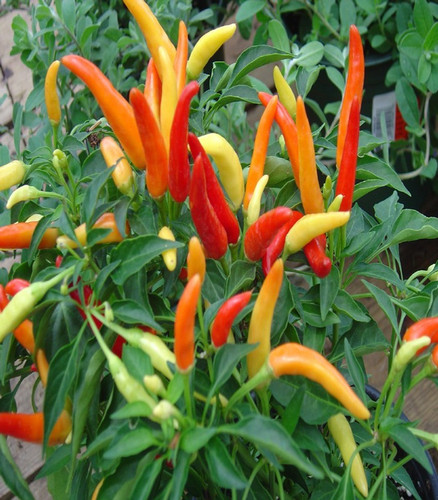 50 suraj mukhi chilli seeds mali.jpg