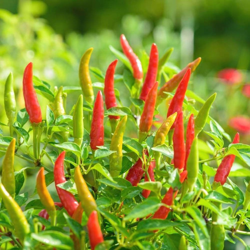 72 hybrid chilli seed6 jkfarm or.jpg