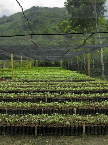 Part of the plan for our Project Center has always been a permanent tree nursery and now here it is!.jpg