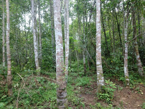 Matured Agarwood Trees.jpg